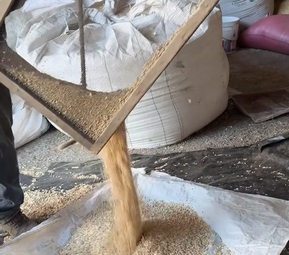 La avena limpia cae desde el harnero