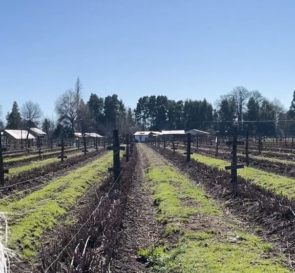 Hileras de frambuesa