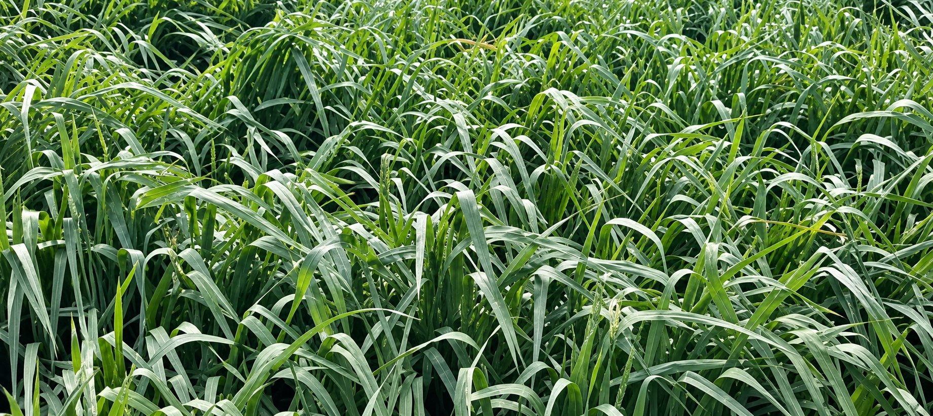 Cultivo de avena en invierno en los campos de Ñuble