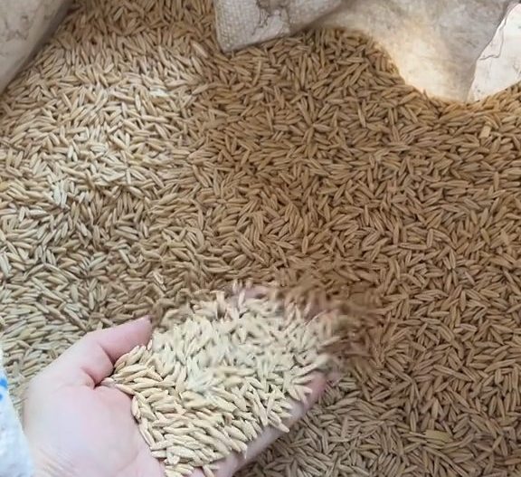 Una mano sostiene semilla de avena limpia