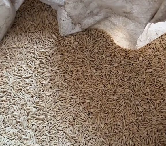 Grano de avena acumulado en un maxisaco