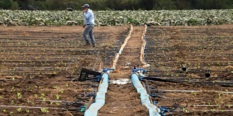 Gobierno decreta emergencia agrícola por escasez hídrica en Coquimbo, Valparaíso, O’Higgins y Maule