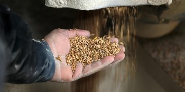 La guerra en Ucrania podría provocar una escasez mundial de alimentos