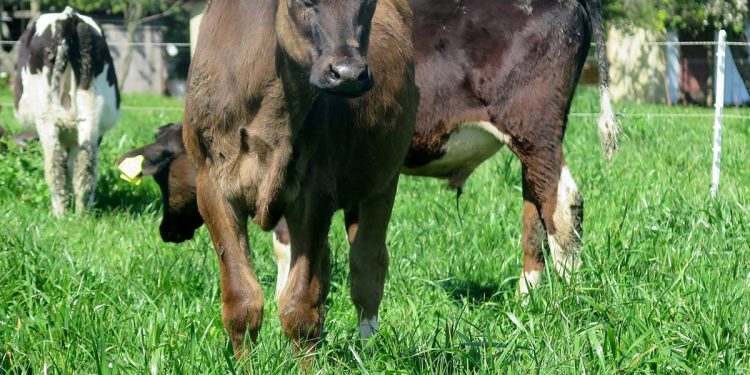 Abren convocatoria de incentivos para productores de crianza de terneros lecheros