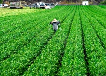 Dirección de Desarrollo Productivo potencia agricultura en Chillán