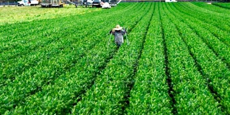 Dirección de Desarrollo Productivo potencia agricultura en Chillán